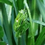 Camassia leichtlinii Blüte