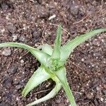 Dyckia brevifolia Лист