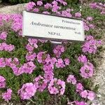 Androsace sarmentosa Fleur