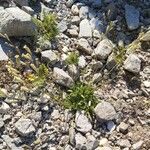 Silene ciliata Hábito