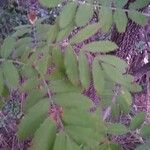 Sorbus aucuparia Leaf