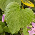 Campanula portenschlagiana Leaf