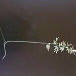 Eragrostis cilianensis Flower
