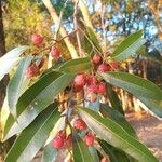 Nectandra angustifolia Листок