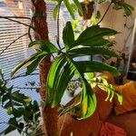 Philodendron pedatum Лист