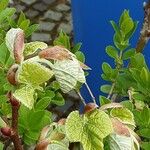 Tilia × europaea Fulla