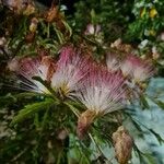 Calliandra surinamensis Květ