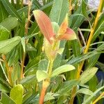 Salix lucida Leaf