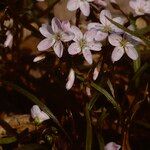 Claytonia virginica Blüte