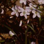 Claytonia virginica Kvet