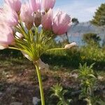 Allium roseum Çiçek