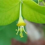 Euphorbia carniolica Virág