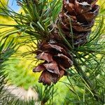 Pinus parviflora ഫലം