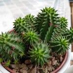 Euphorbia susannae Feuille