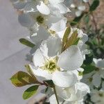 Exochorda racemosa Kukka