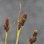 Carex norvegica Fruto