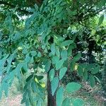 Robinia viscosaΦύλλο