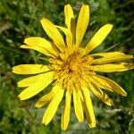 Tragopogon orientalis花