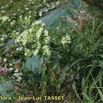 Anchusa ochroleuca Habit