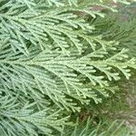 × Hesperotropsis leylandii Leaf