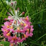 Primula bulleyana Flower