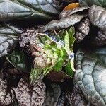 Ajuga pyramidalis Fleur