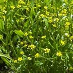 Ranunculus ophioglossifolius Flors