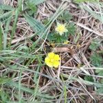 Potentilla puberula Fula