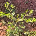 Acanthospermum hispidum Leaf