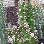 Tephrocactus verschaffeltii Elinympäristö