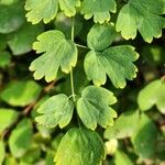 Thalictrum occidentale Ліст