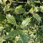 Osmanthus heterophyllus Leaf