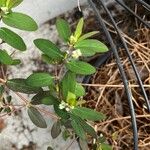 Euphorbia hyssopifolia Цветок