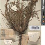Haumaniastrum graminifolium Otro