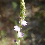 Buchnera hispida Flors