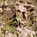 Cerastium semidecandrum Cvet