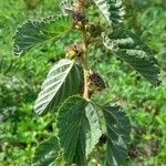 Waltheria indica Hábito