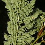 Vachellia collinsii Blatt