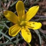 Gagea bohemica Квітка