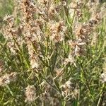 Baccharis spicata Fruto