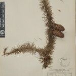 Larix griffithii Nyingine