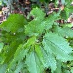 Urtica incisa List