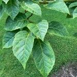 Acer sikkimense 叶