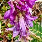 Hedysarum hedysaroides Flower