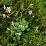 Saxifraga hirsuta花