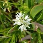 Allium subvillosum Kukka