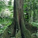 Inocarpus fagifer Bark