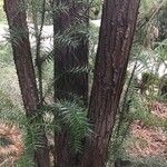 Cunninghamia lanceolata Кора