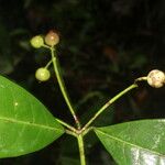 Faramea occidentalis Leaf