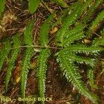 Pteris incompleta Likasa